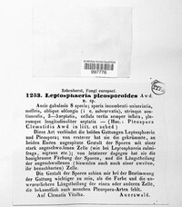 Leptosphaeria pleosporoides image
